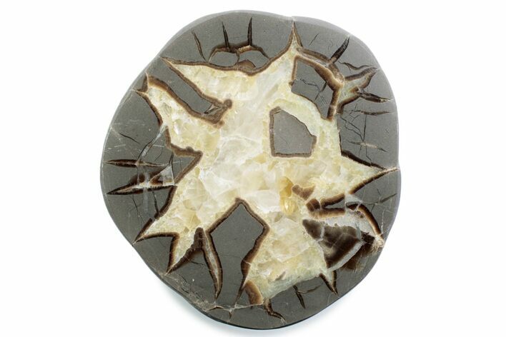Polished Septarian Nodule Half - Utah #378432